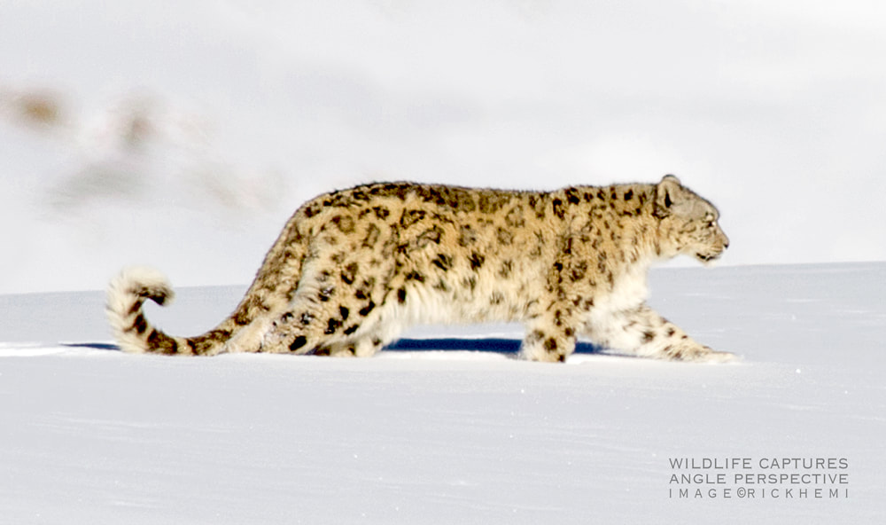 solo overland travel offshore, camera still shots perspective, angle of composure, snow leopard long shot image by Rick Hemi 