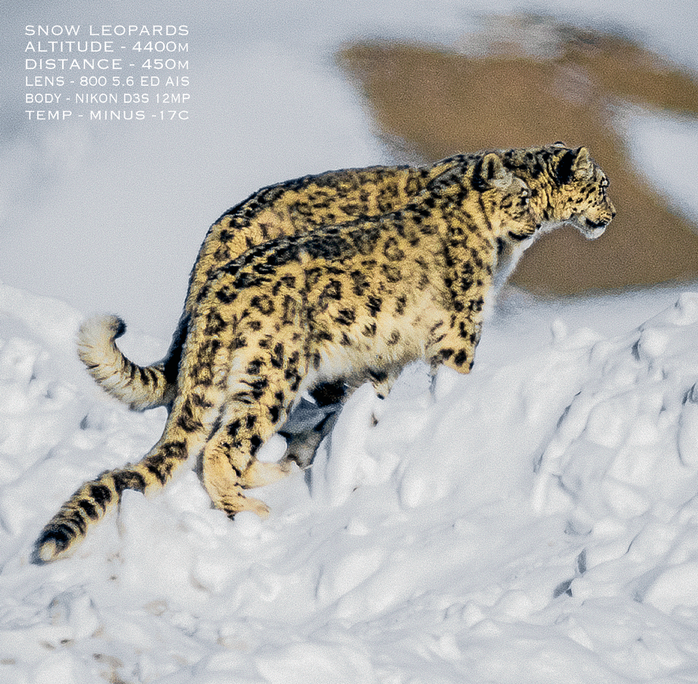 solo overland travel 2020s, wilderness wildlife, snow leopards Himalaya, DSLR D3S long shot image by Rick Hemi