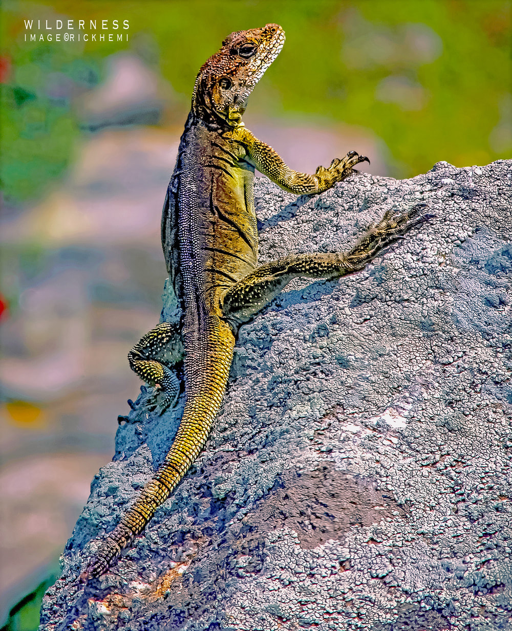solo overland travel bird reptile wildlife, Nikkor 800 AIS image by Rick Hemi