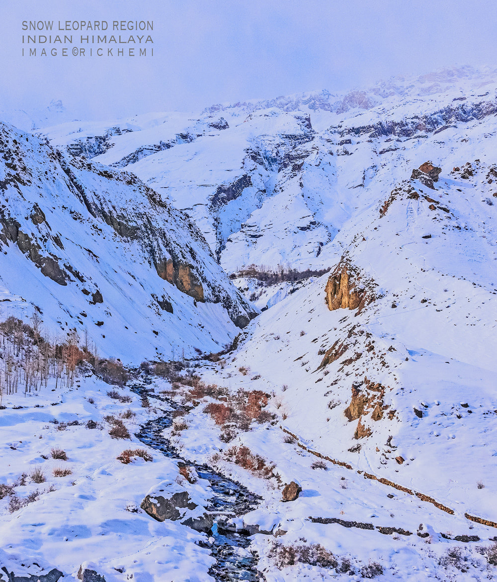 overland travel Indian Himalaya highlands in midwinter, snow leopard territory, image by Rick Hemi