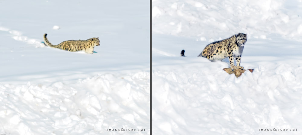 solo overland travel Himalayan highlands India, snow leopards midwinter, image captures by Rick Hemi