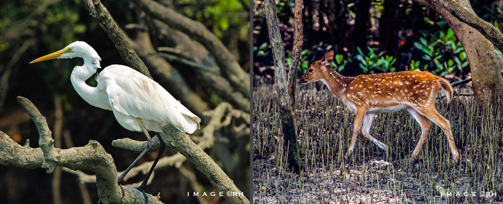 solo overland travel India, bird and wildlife India, DSLR images by Rick Hemi