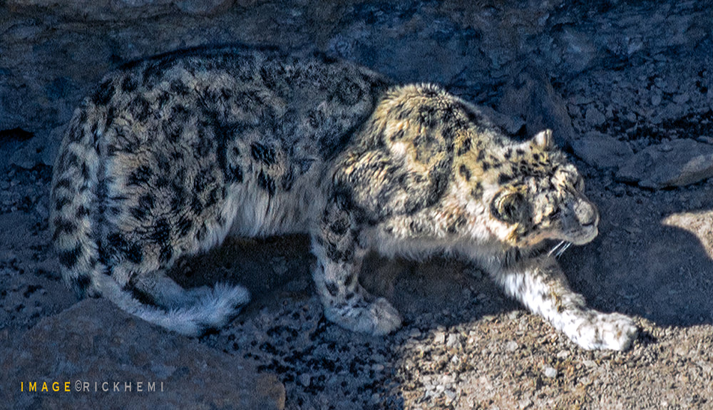 offshore travel India, midwinter highlands India, snow leopard image by Rick Hemi 