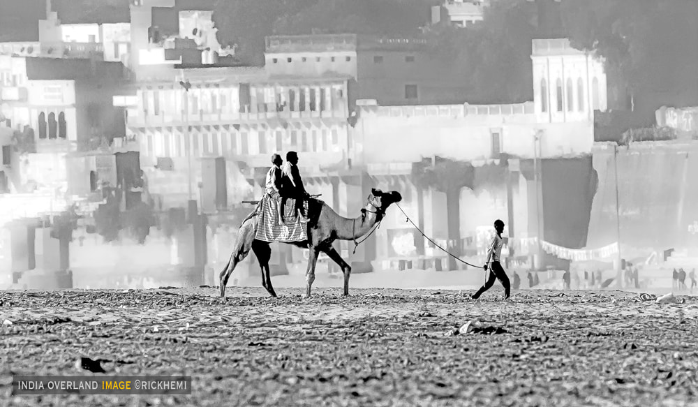 overland travel India, camel long shot image by Rick Hemi