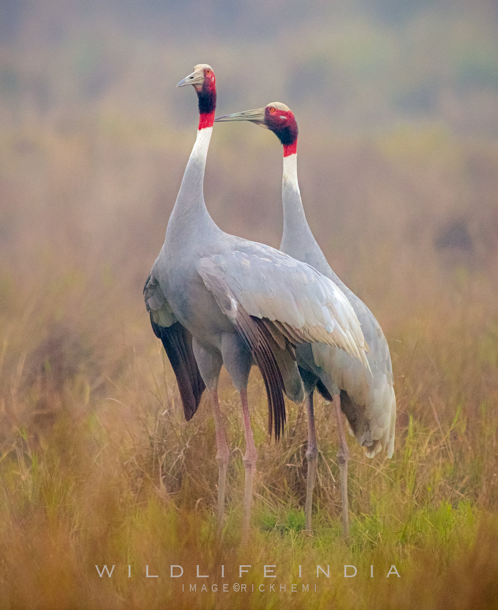 solo overland travel India, photographing wildlife India, saras cranes image by Rick Hemi