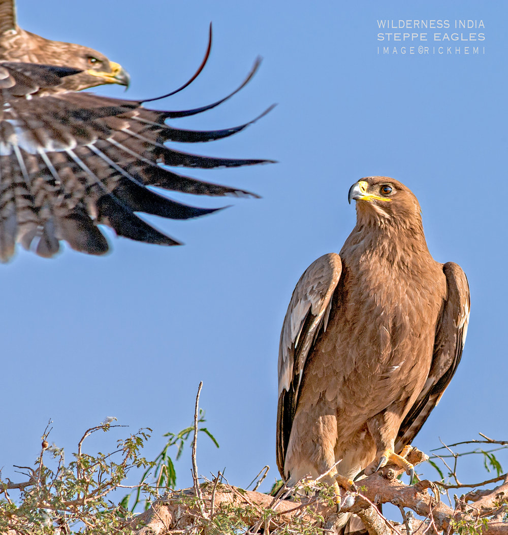 solo overland travel wildlife India, steppe eagle image by Rick Hemi