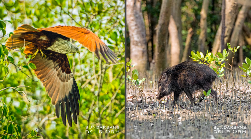 solo overland travel India, Sundarbans India, images by Rick Hemi
