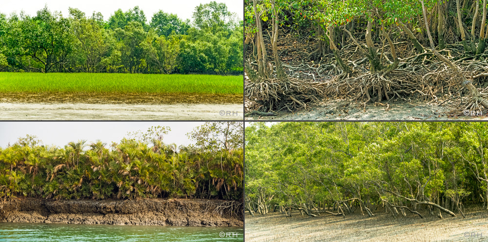 solo overland travel India, diverse canal landscape Sundarbans India, DSLR images by Rick Hemi