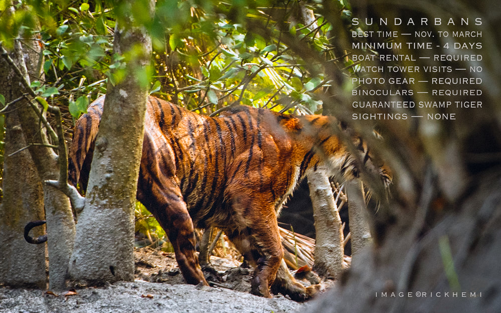 swamp tiger sundarbans, image by Rick Hemi