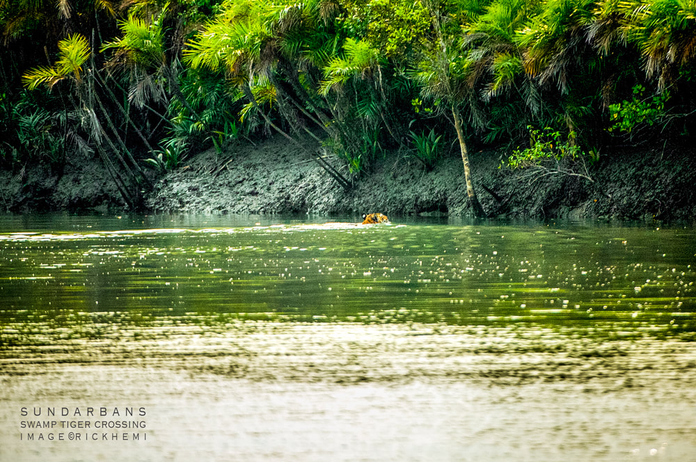 solo overland travel India, sundarbans India, swamp tiger canal crossing, long shot DSLR image by Rick Hemi