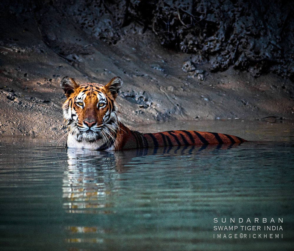 solo overland travel India, sundarbans west Bengal India, swamp tiger sundarbans, DSLR image by Rick Hemi