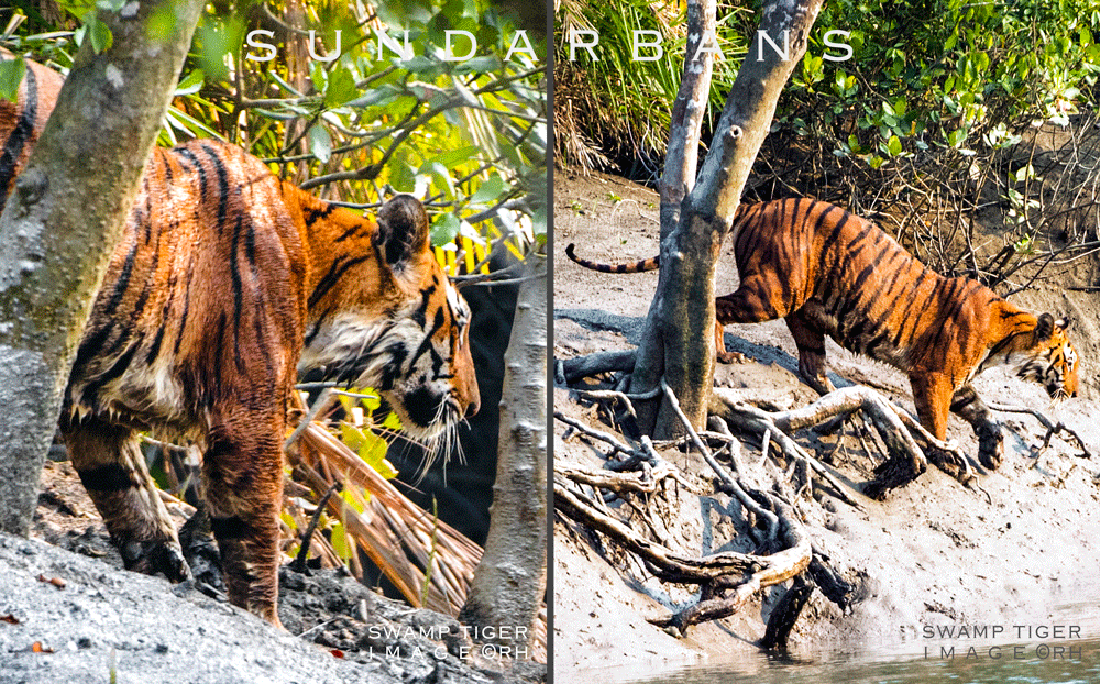 solo overland travel India, swamp tiger sundarbans, images by Rick Hemi