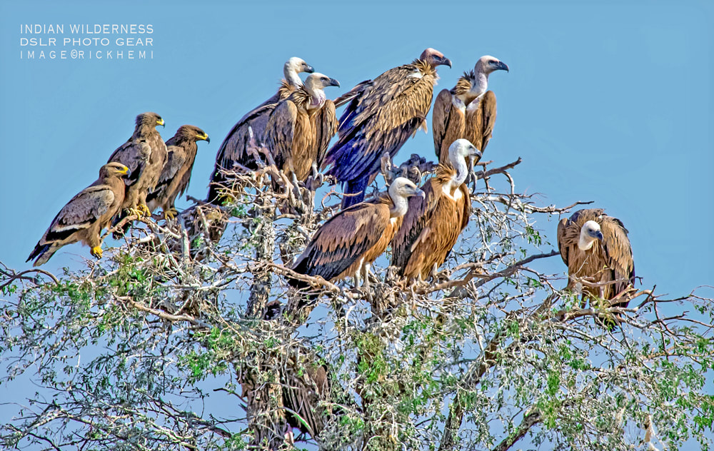 overland travel India, wildlife photography India, vultures, steppe eagles India, images by Rick Hemi 