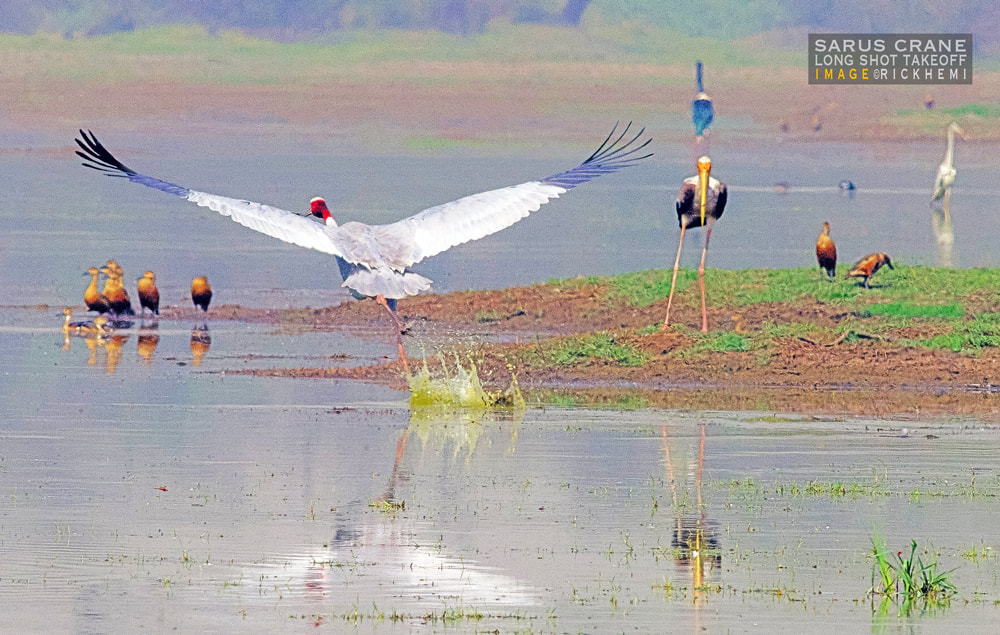 solo overland travel India, migratory birds, sarus crane take-off, wildlife India, image by Rick Hemi