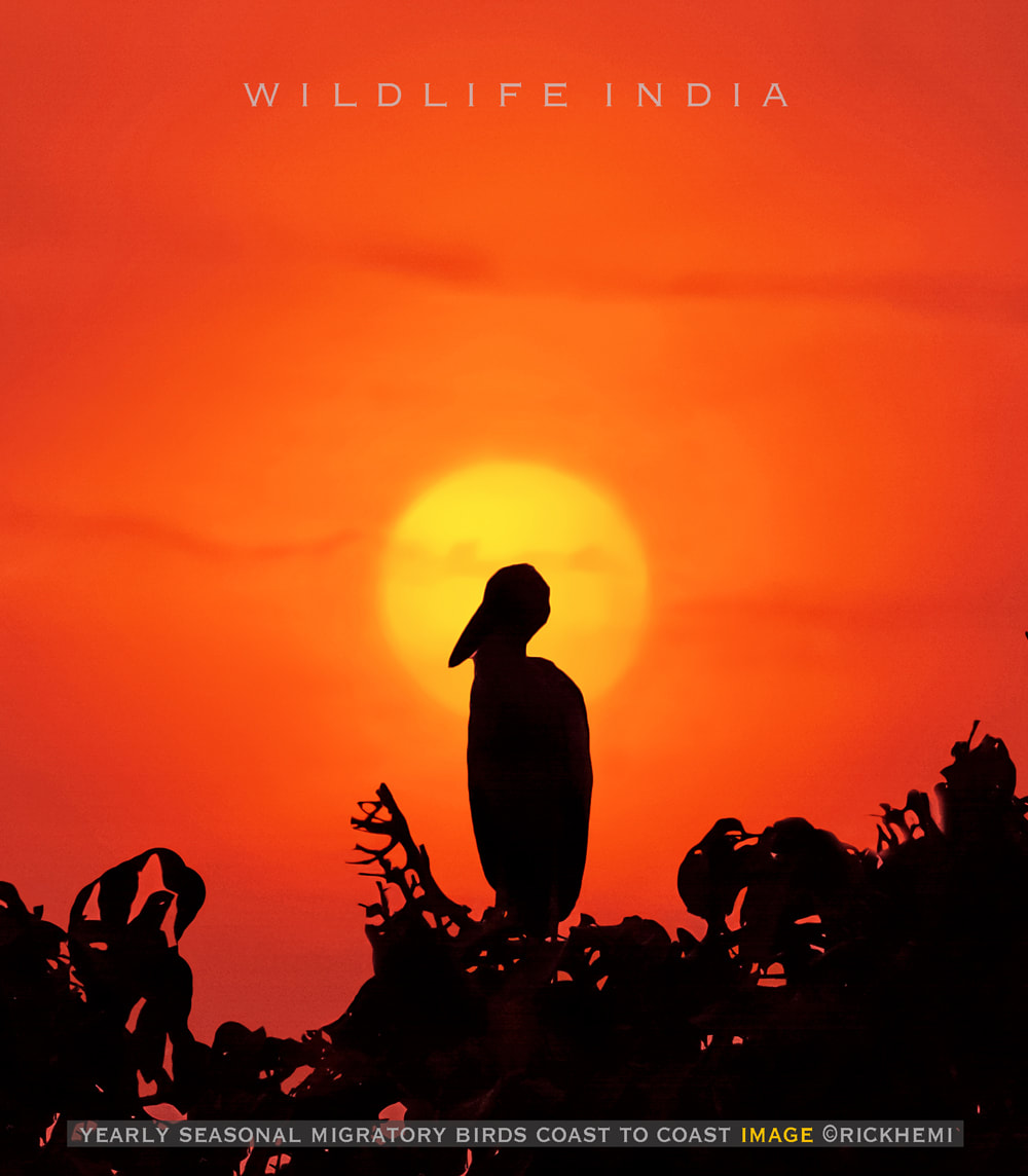 solo overland travel India, open bill stork silhouette, image by Rick Hemi