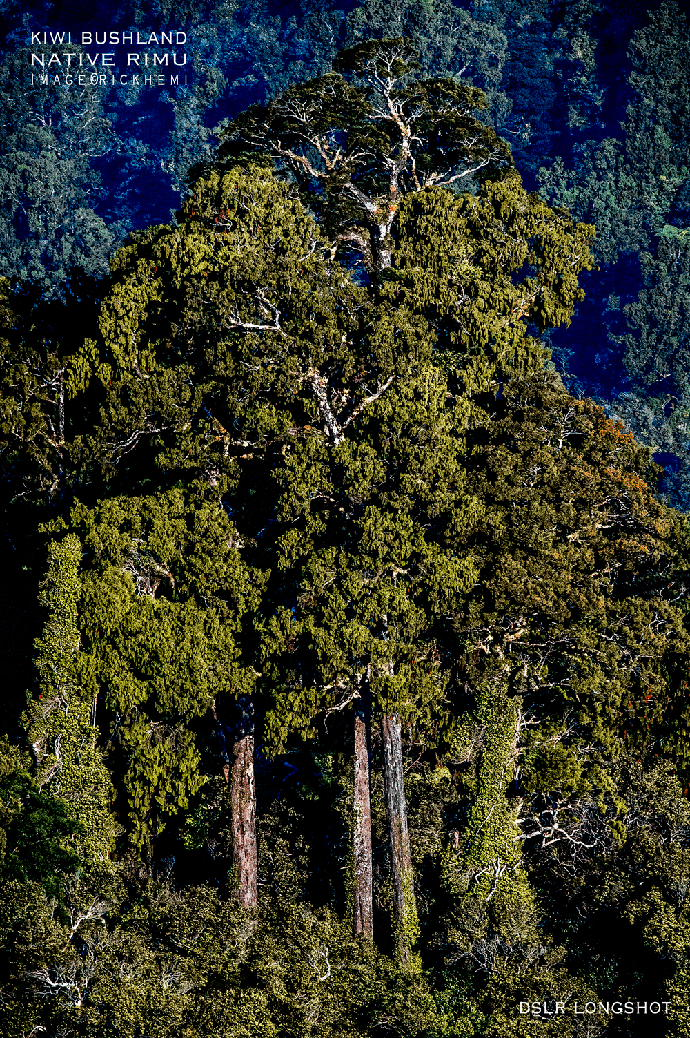 solo overland travel, Aotearoa NZ native bushland, Rimu trees New Zealand, DSLR image by Rick Hemi
