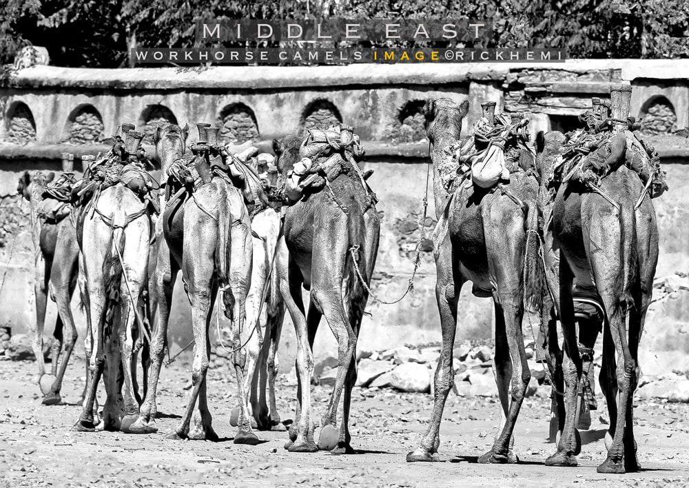 overland travel Middle East, Camel workhorses, image by Rick Hemi