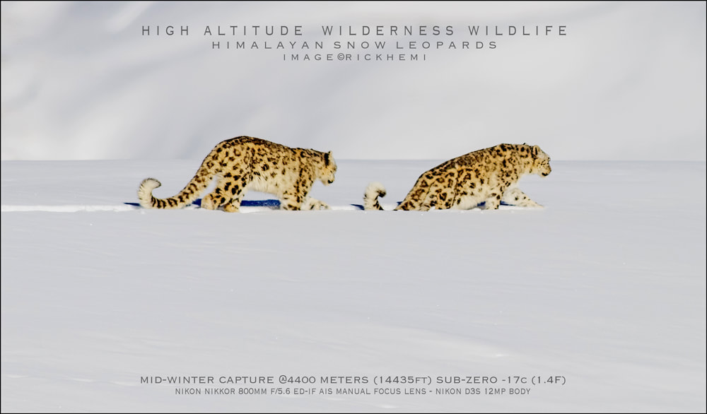 solo overland travel India, wildlife snow leopards midwinter India, DSLR image by Rick Hemi