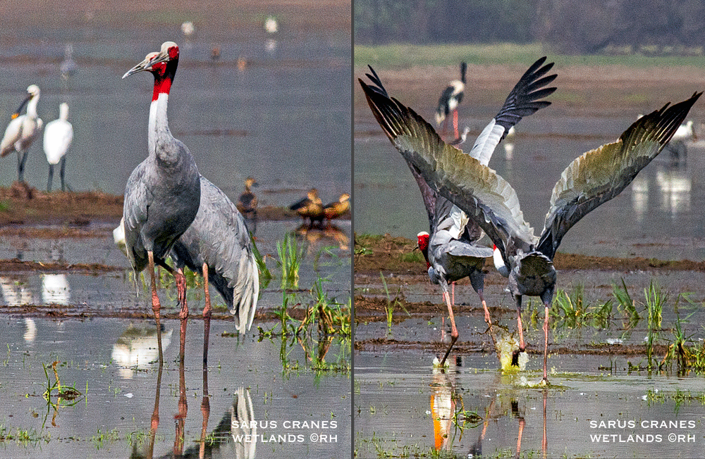 overland travel, marsh wetlands Asia, sarus cranes Asia, DSLR images by Rick Hemi