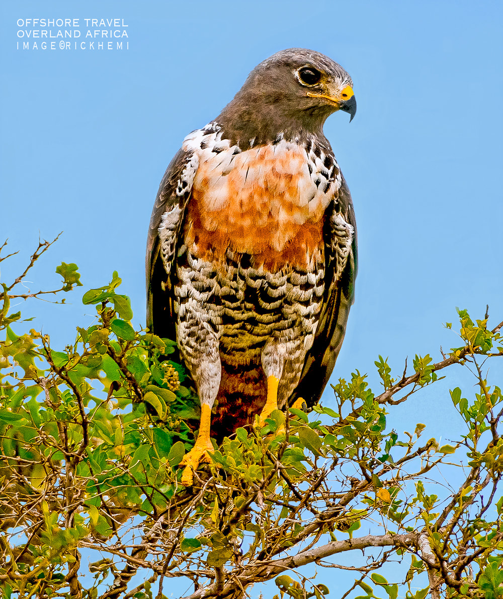 solo overland travel wildlife Africa, image by Rick Hemi