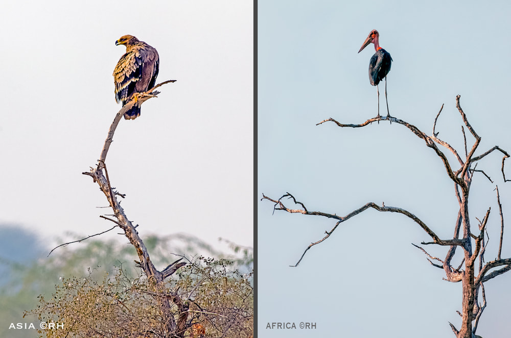 solo overland travel offshore, capturing bird and wildlife snaps, Africa Asia, images by Rick Hemi