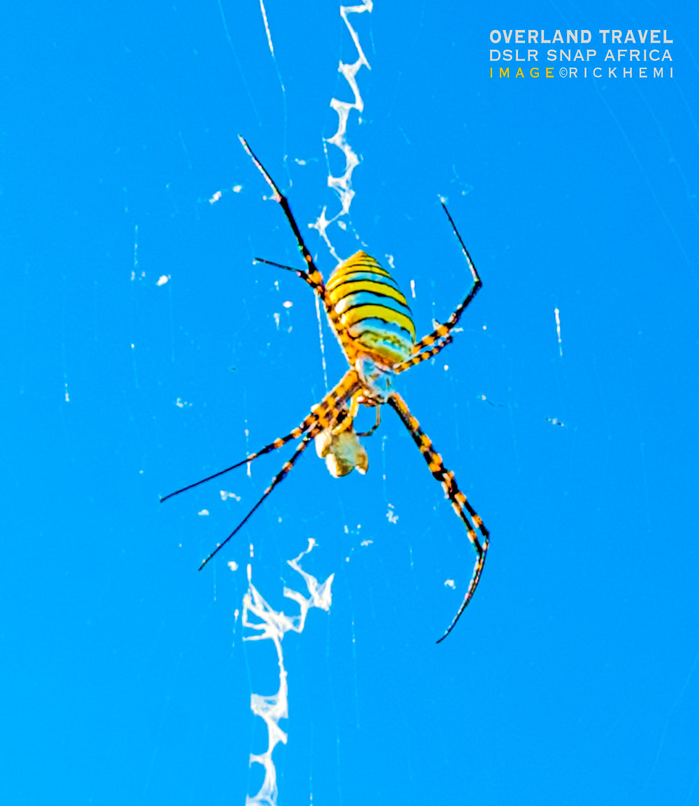 solo overland travel offshore, wasp spider snap, image by Rick Hemi