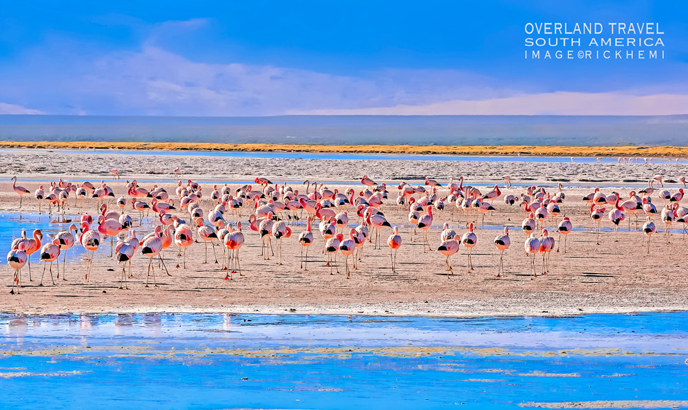 solo overland travel offshore, flamingo South America, image by Rick Hemi