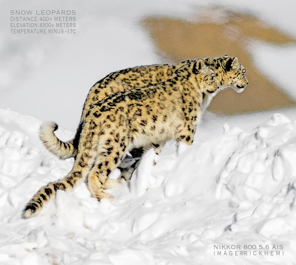 solo overland travel offshore, Himalayan highland wilderness wildlife, snow leopards DSLR image by Rick Hemi