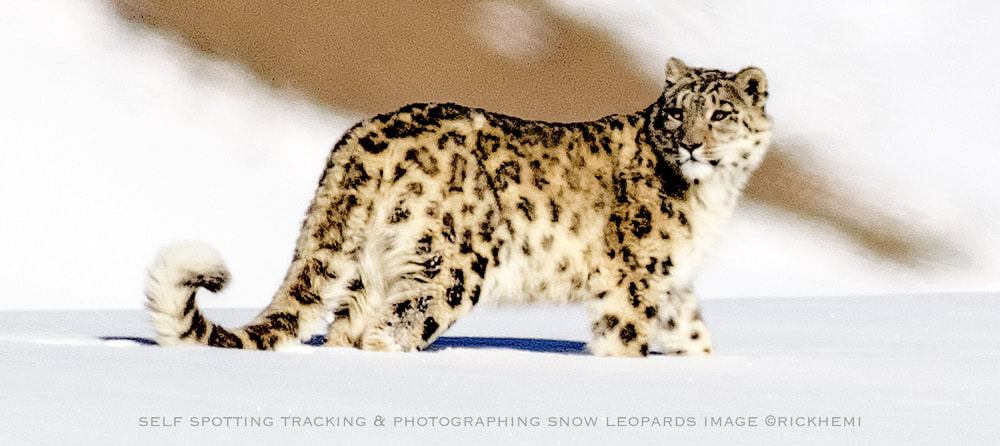 solo overland travel offshore, Himalayan wilderness midwinter, DSLR snow leopard image by Rick Hemi