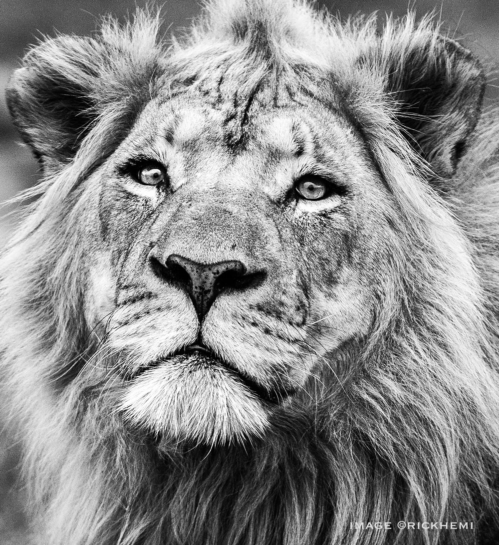 overland travel wildlife, lion headshot portrait, image by Rick Hemi