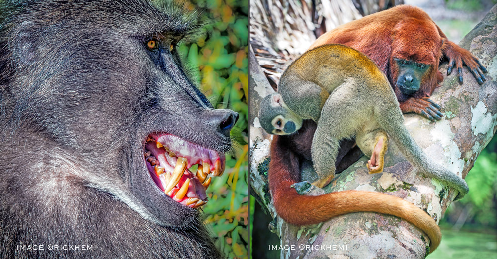 overland travel wildlife, alpha baboon South Africa, primates Amazon, images by Rick Hemi