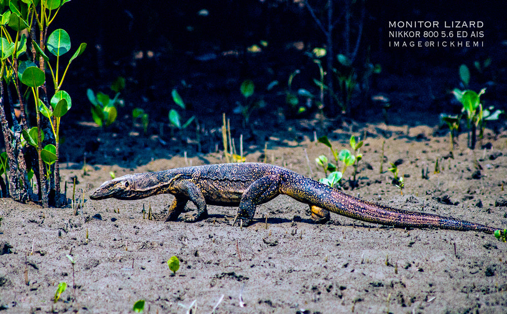 solo overland travel offshore, in the wilderness, monitor lizard, Nikkor 800 5.6 AIS image by Rick Hemi