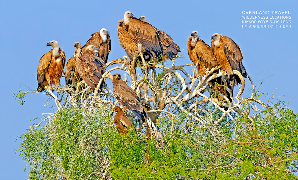 solo overland travel offshore, bird and wildlife, vultures and eagles, 800 5.6 ED AIS, 12MP D3S DSLR, image by Rick Hemi