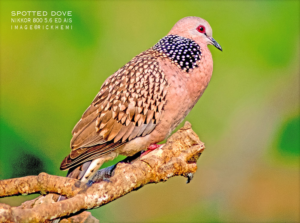solo overland travel offshore, wetlands Asia, spotted dove, Nikon 800mm f/5.6 ED-IF AIS lens, DSLR image by Rick Hemi