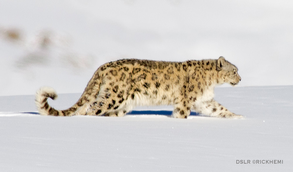 solo overland travel offshore, rooftop of the planet, snow leopard DSLR image by Rick Hemi