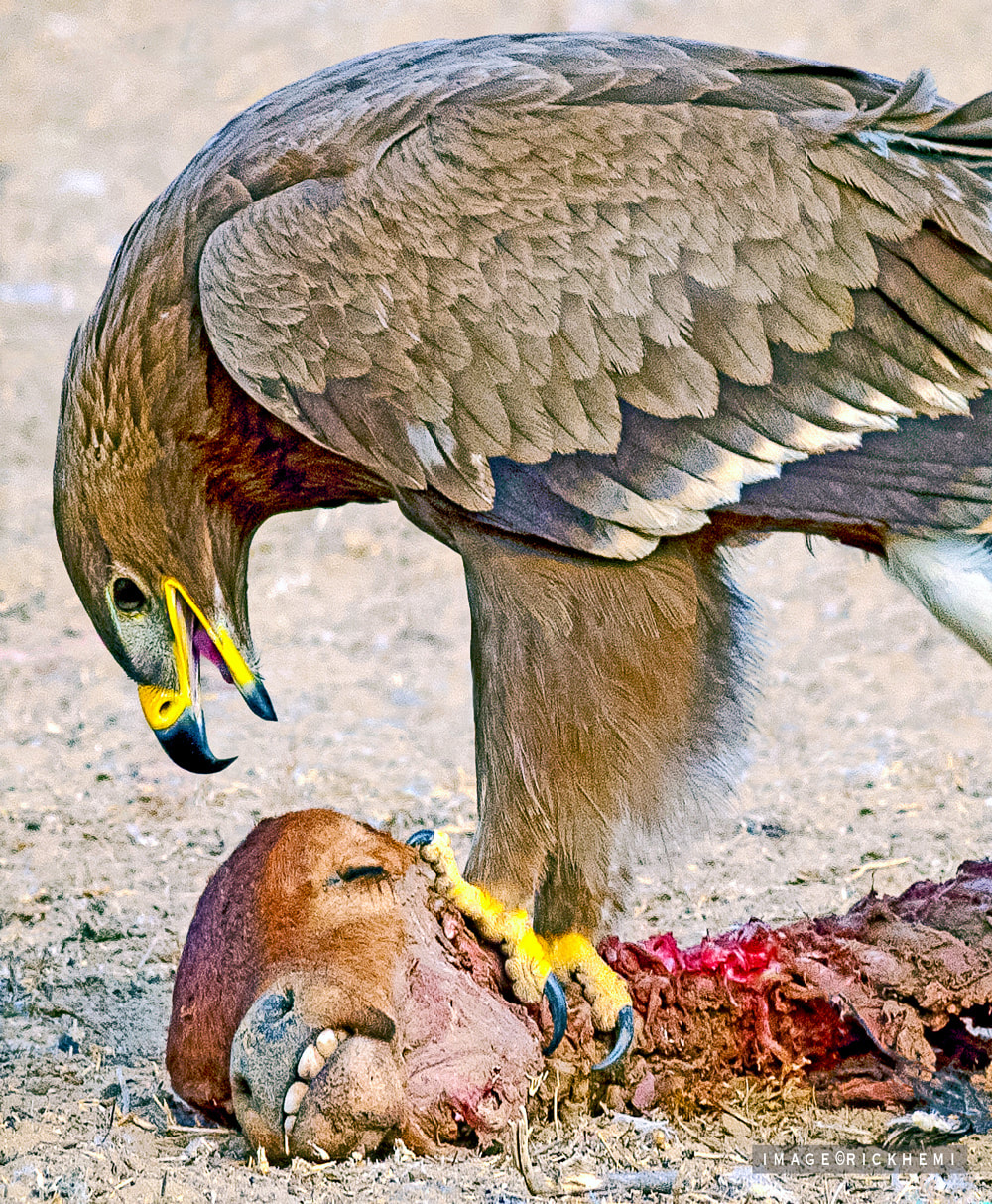 offshore overland travel, wildlife birdlife photography, steppe eagle, DSLR image by Rick Hemi