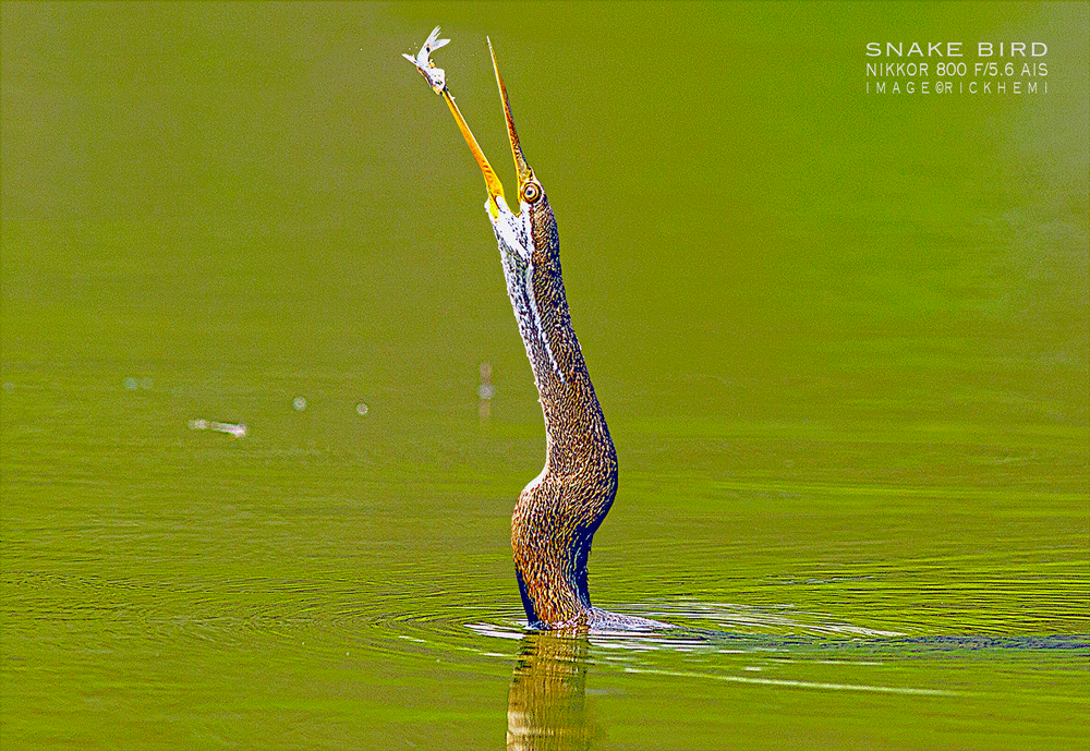 solo overland travel offshore, wetlands snake bird, DSLR image by Rick Hemi