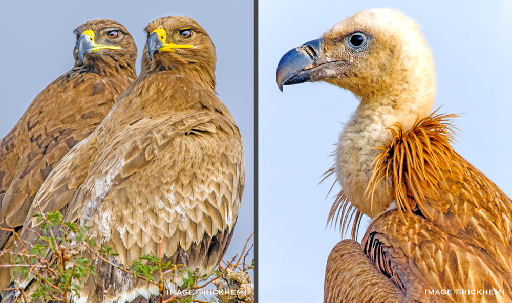 steppe eagles and vulture images by Rick Hemi