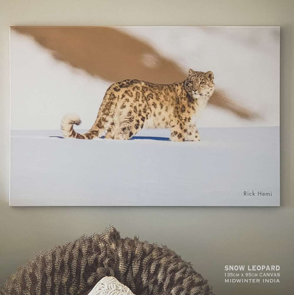 solo travel offshore, camera photogear stuff, snow leopard canvas 135cm x 95cm, original image by Rick Hemi 