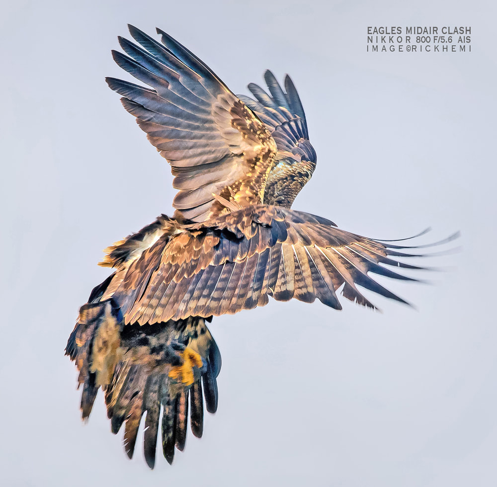 Eagles midair clash, Nikkor 800mm f/5.6 AIS lens, image by Rick Hemi