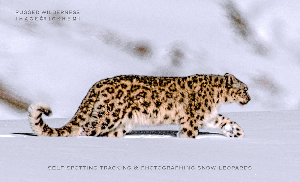 solo overland travel, Himalayan wilderness midwinter, DSLR snow leopard image by Rick Hemi
