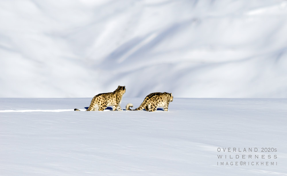 solo overland travel, snow leopard Himalayan highlands midwinter, DSLR image by Rick Hemi