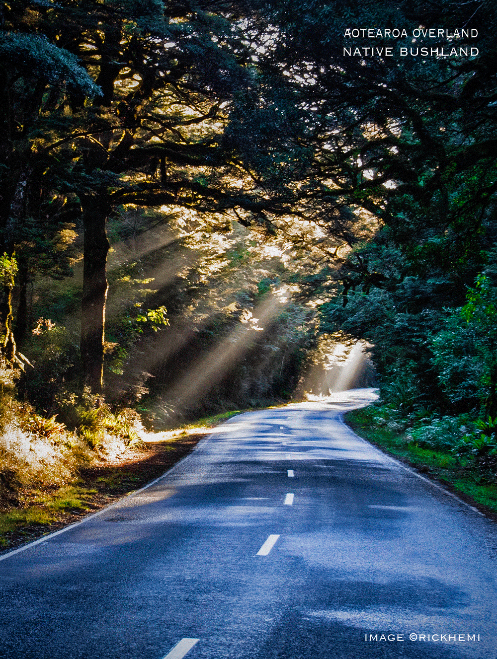 solo overland road journey north to south Aotearoa (NZ), native bushland image by Rick Hemi