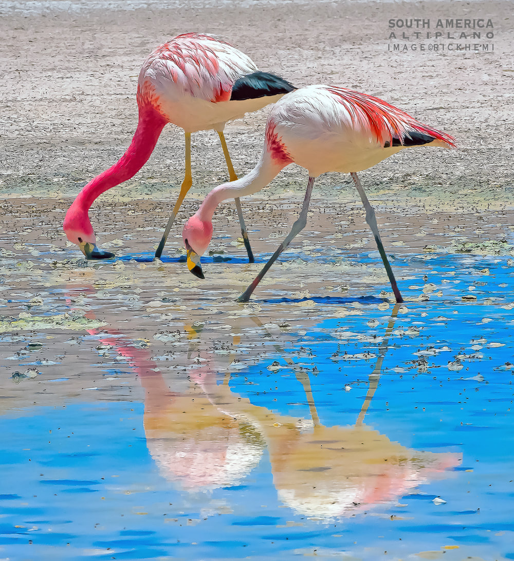 solo overland travel South America, Altiplano flamingo, image by Rick Hemi