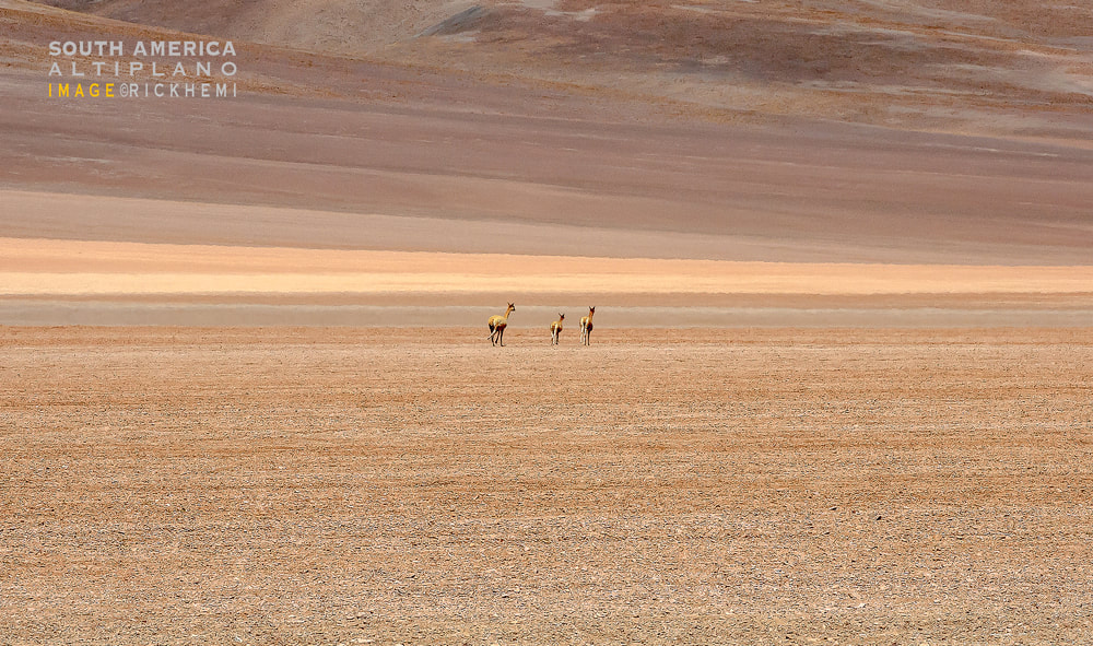 solo overland travel South America, Altiplano zone, image by Rick Hemi