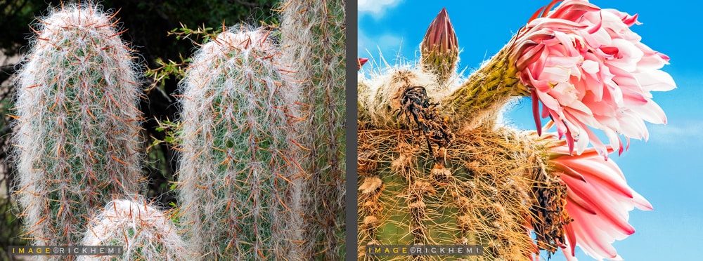 overland travel South America, Andean old man cacti, image by Rick Hemi