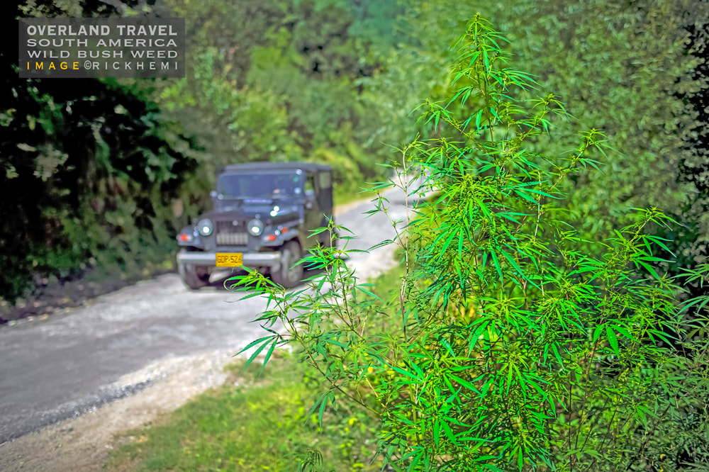 overland travel South America, wild bush weed, image by Rick Hemi