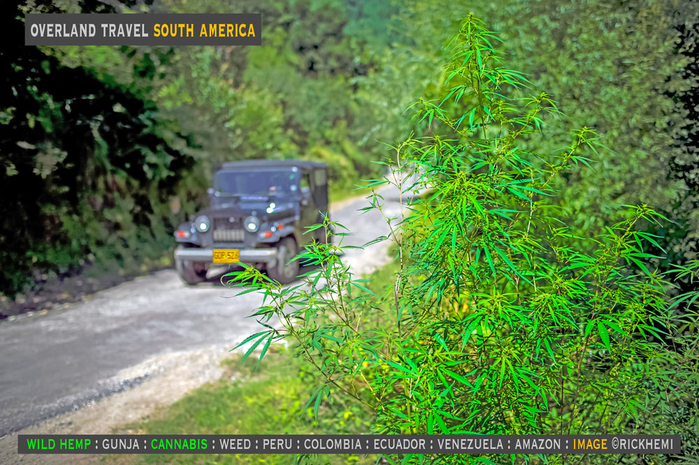 overland travel South America, wild cannabis, image by Rick Hemi