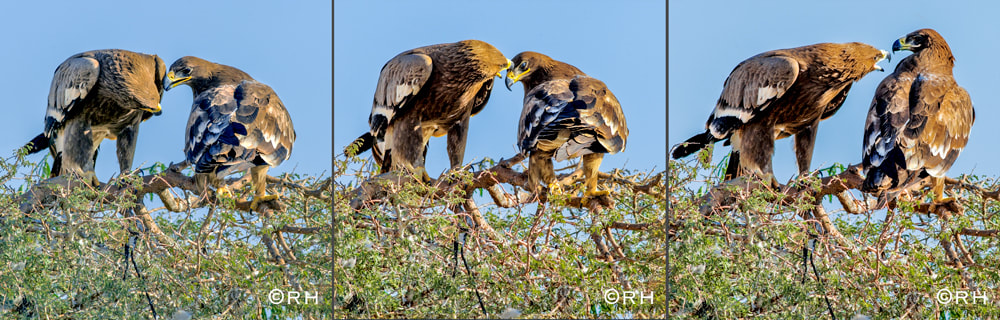 steppe eagles, DSLR images by Rick Hemi