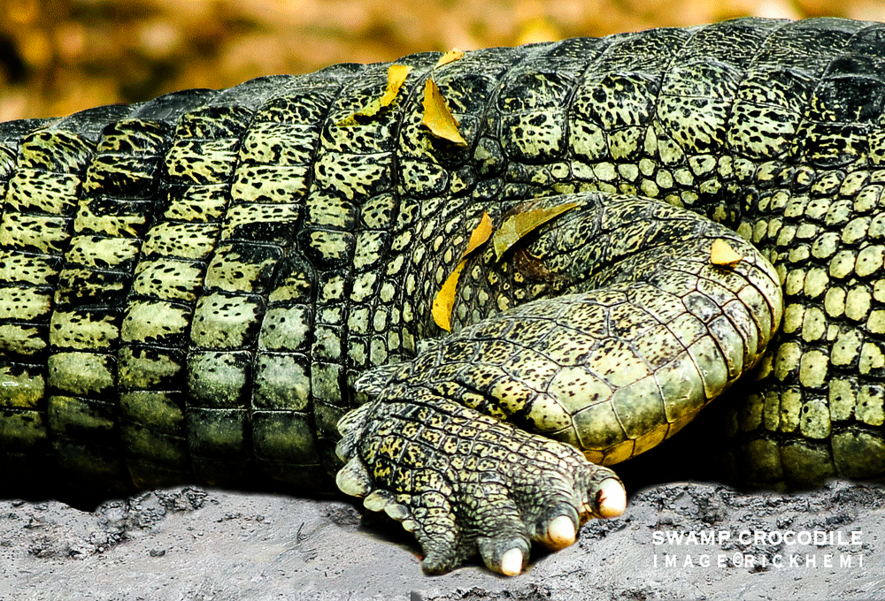 solo overland travel, swamp water crocodile, DSLR image by Rick Hemi